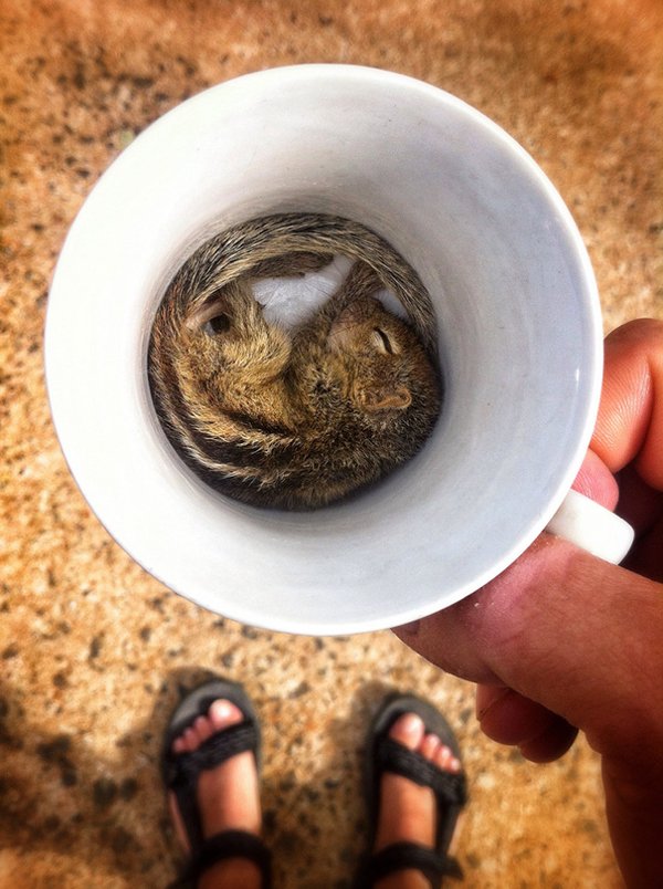 Animals Can Sleep Anywhere (30 pics)
