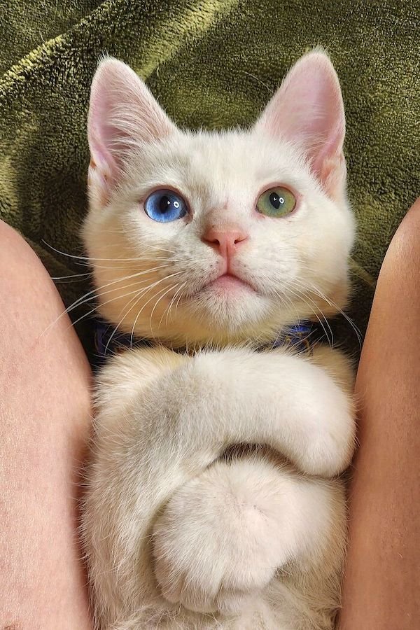 Adopted Pets (25 pics)
