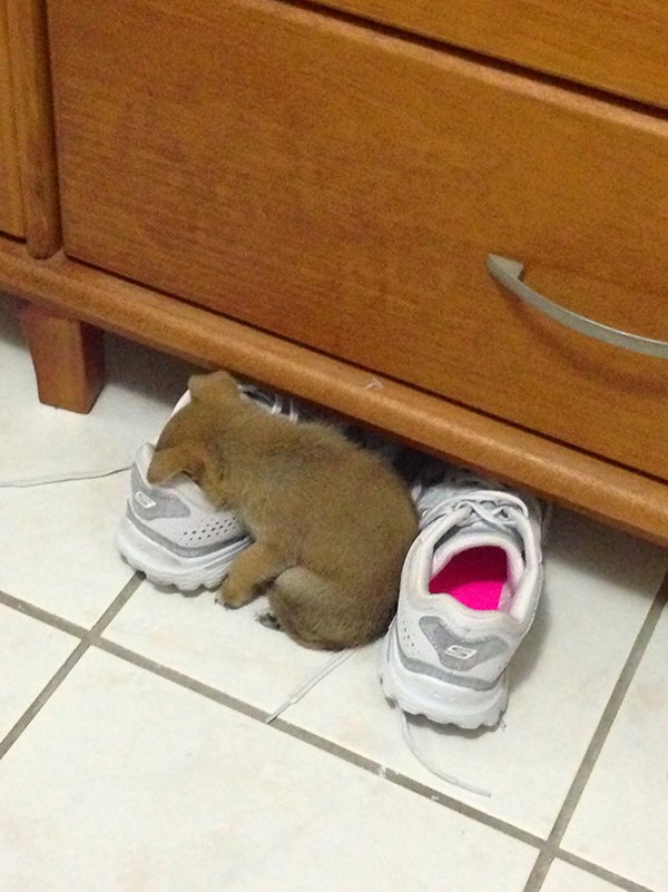 Animals Can Sleep Anywhere (30 pics)