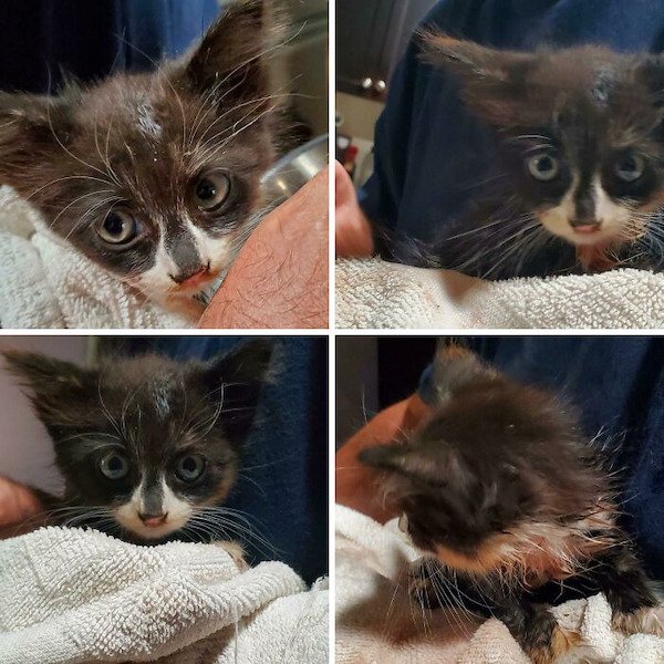 Adopted Pets (25 pics)