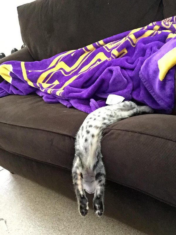 Animals Can Sleep Anywhere (30 pics)