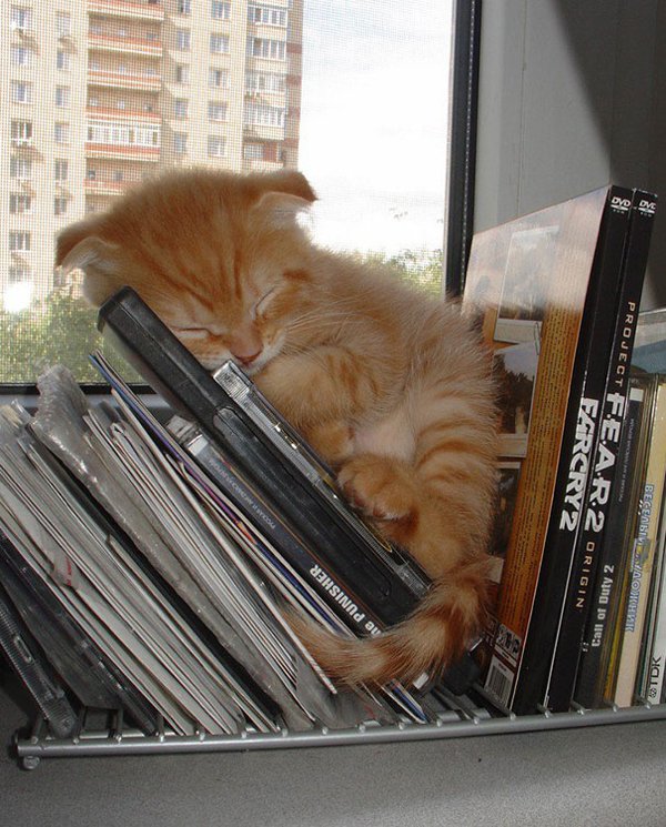 Animals Can Sleep Anywhere (30 pics)