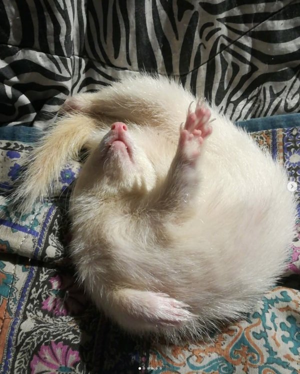 Animals Can Sleep Anywhere (30 pics)