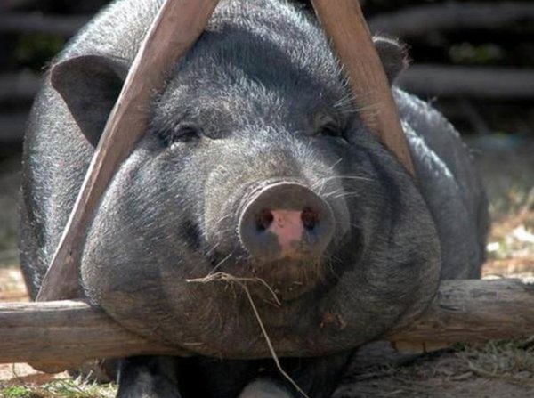 Animals Can Sleep Anywhere (30 pics)