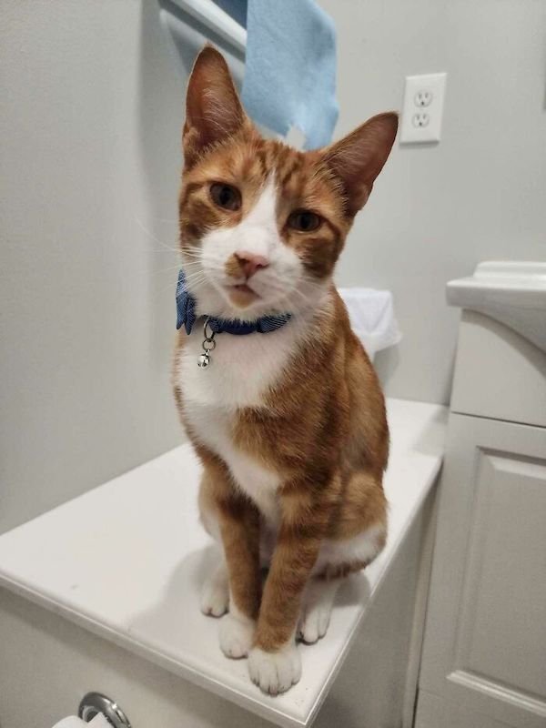 Adopted Pets (25 pics)
