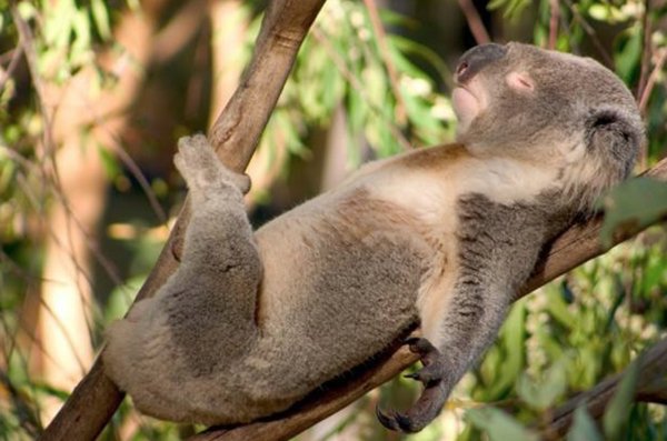 Animals Can Sleep Anywhere (30 pics)