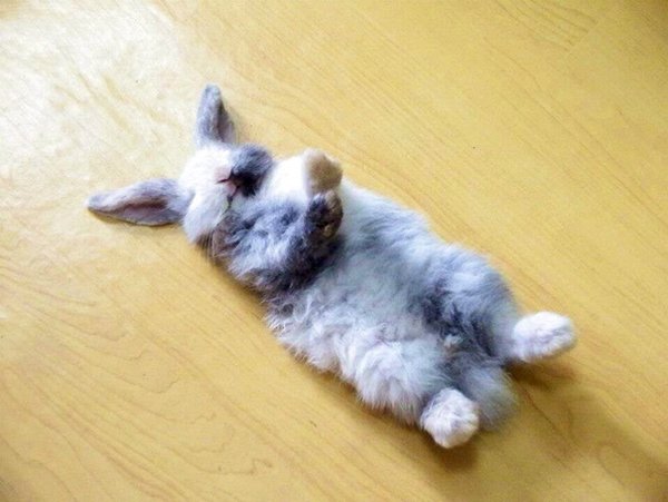 Animals Can Sleep Anywhere (30 pics)