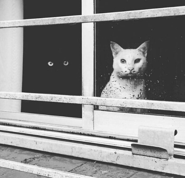 Funny Cats (28 pics)