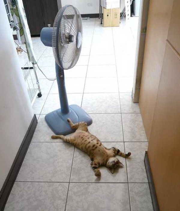 How Different Animals Save From The Heat (24 pics)