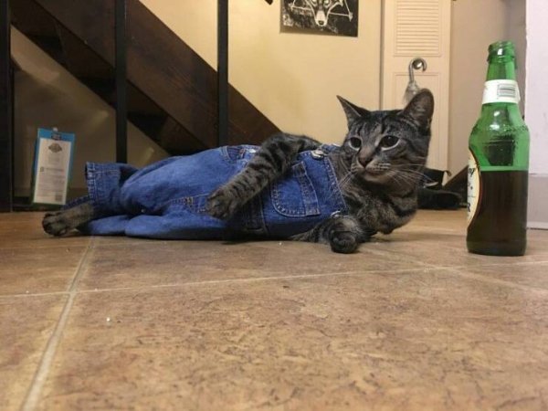 Funny Cats (28 pics)