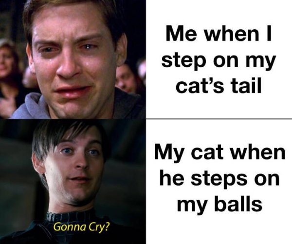 Funny Cats (28 pics)