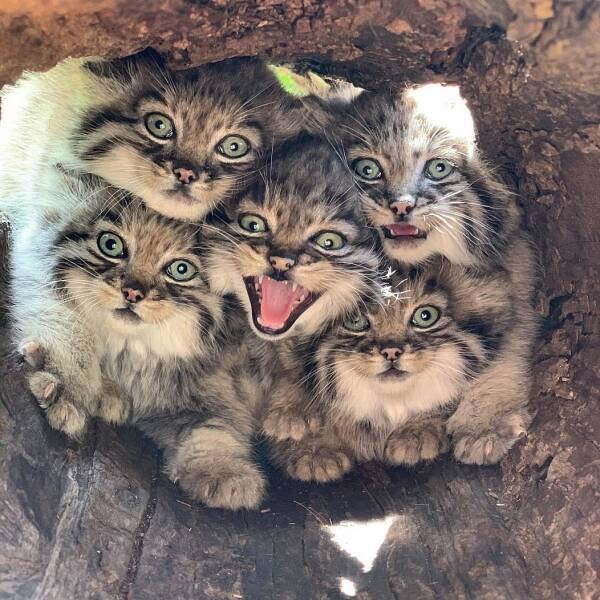 Funny Cats (28 pics)