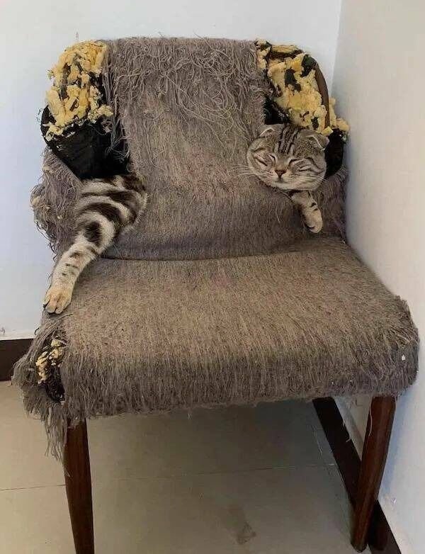 Funny Cats (28 pics)