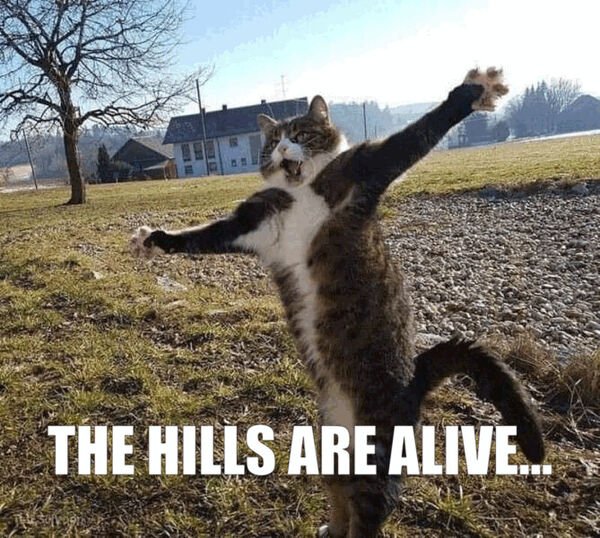 Funny Cats (28 pics)