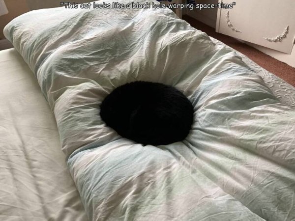 Funny Cats (28 pics)