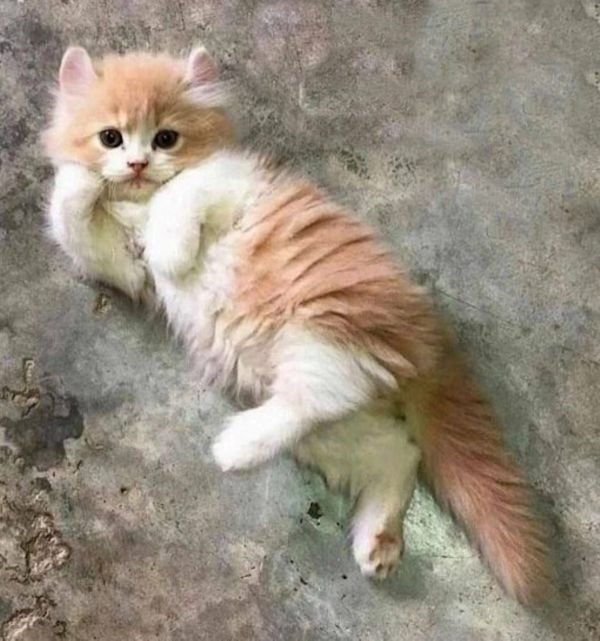 Funny Cats (28 pics)