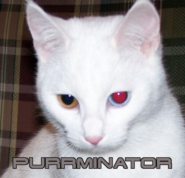 Funny Cats (28 pics)