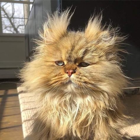 Funny Cats (28 pics)