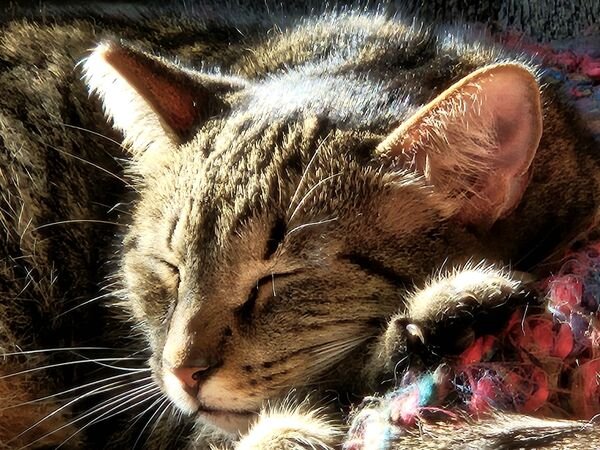 Funny Cats (28 pics)