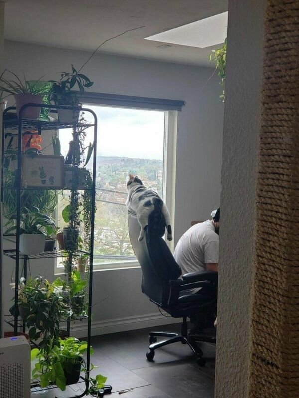 Funny Cats (28 pics)