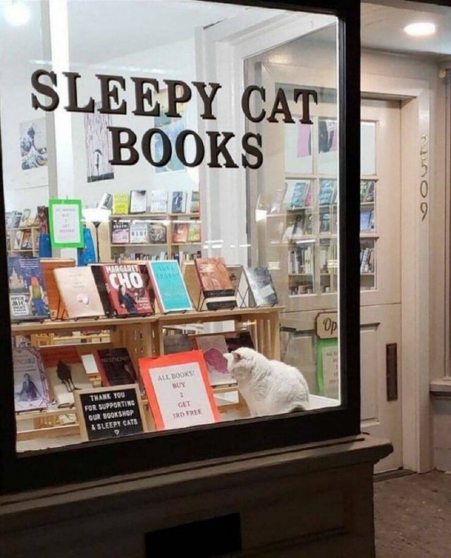 Funny Cats (28 pics)