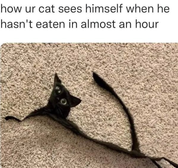 Funny Cats (28 pics)