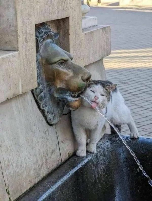 Funny Cats (28 pics)