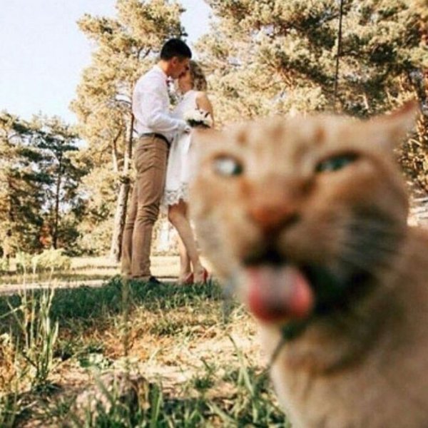 Funny Cats (28 pics)