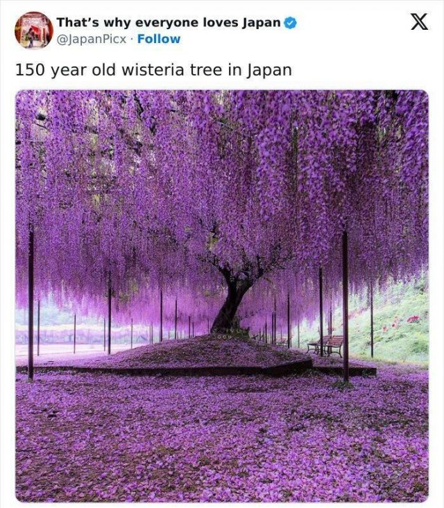 Amazing Photos From Japan (26 pics)