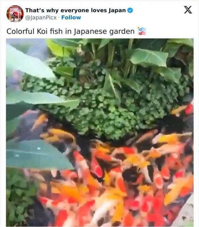 Amazing Photos From Japan (26 pics)
