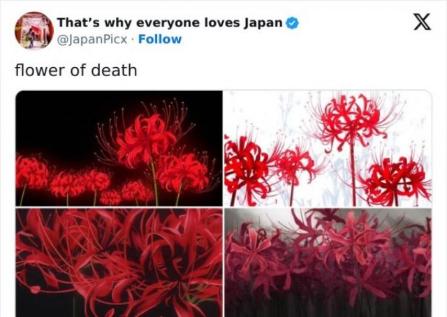 Amazing Photos From Japan (26 pics)