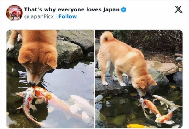 Amazing Photos From Japan (26 pics)