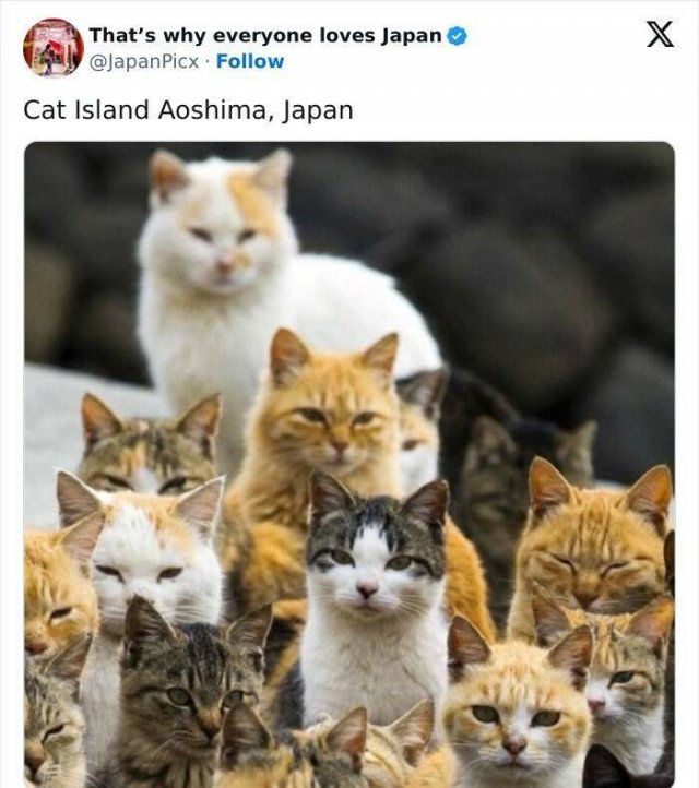Amazing Photos From Japan (26 pics)