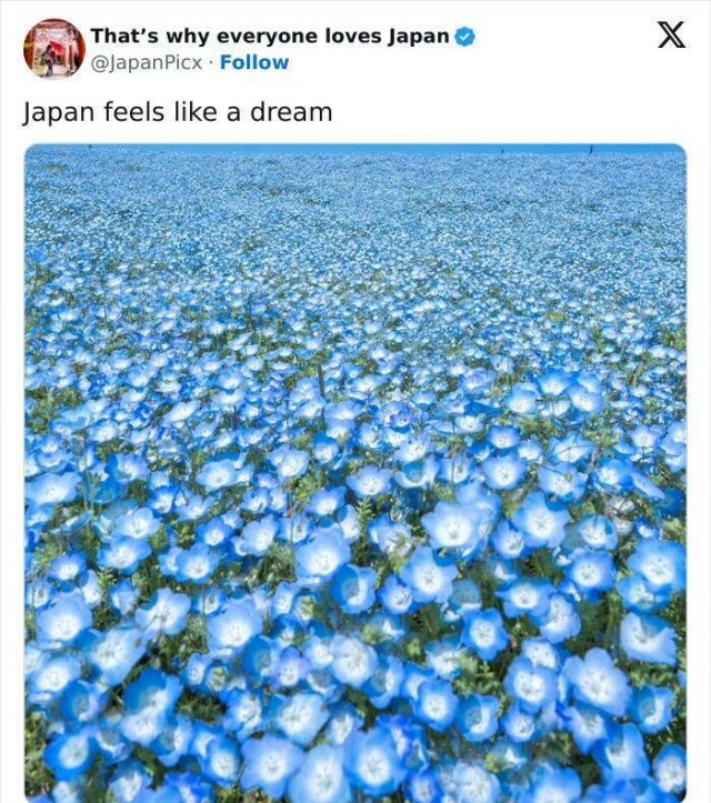 Amazing Photos From Japan (26 pics)