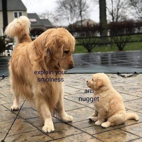Memes With Dogs (32 pics)