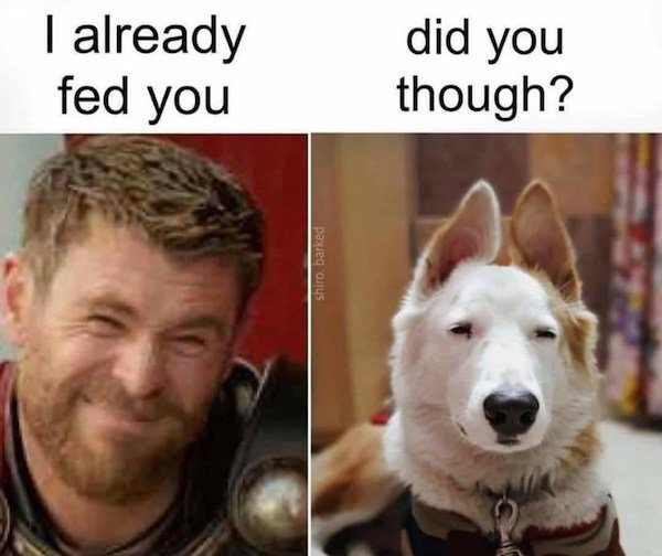 Memes With Dogs (32 pics)