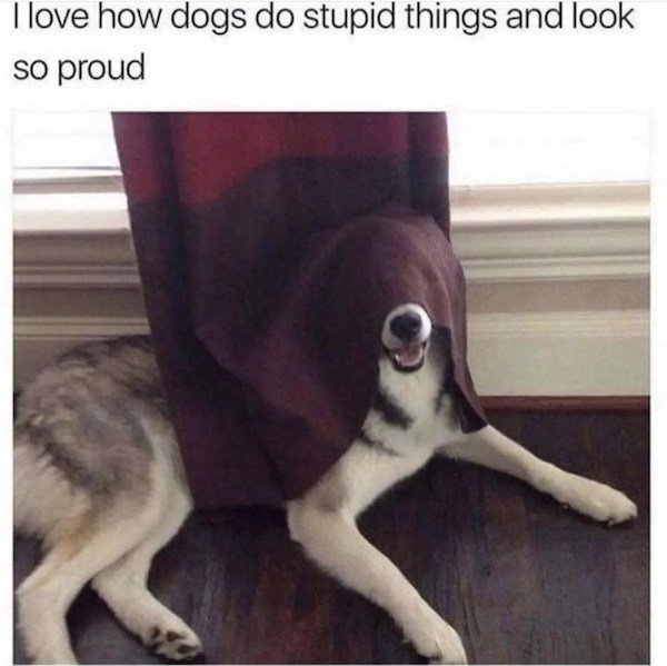 Memes With Dogs (32 pics)