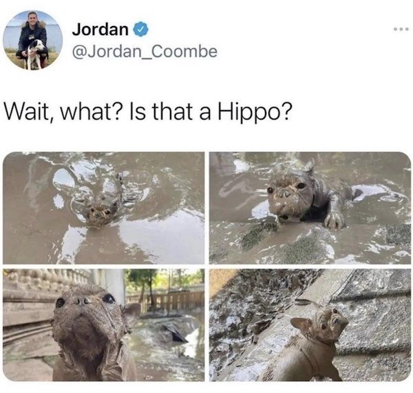 Memes With Dogs (32 pics)