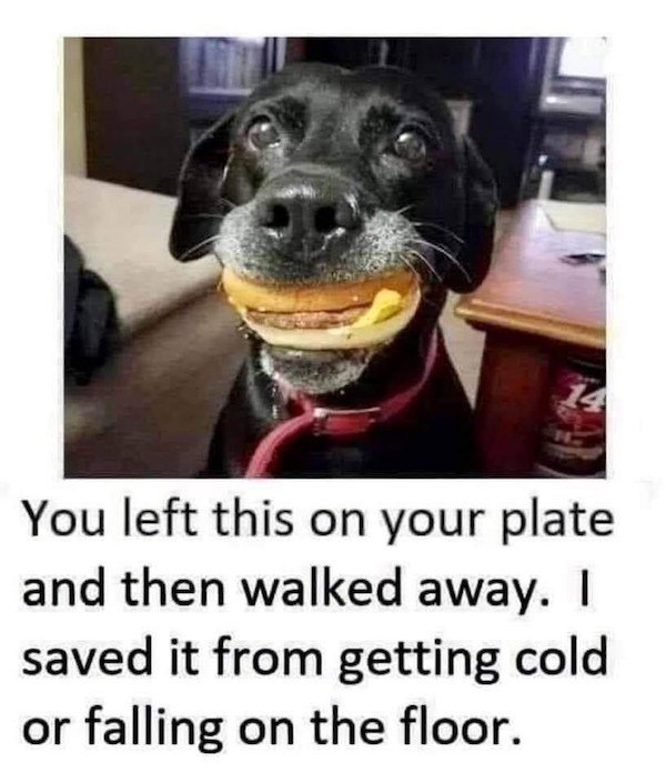 Memes With Dogs (32 pics)