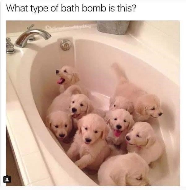 Memes With Dogs (32 pics)