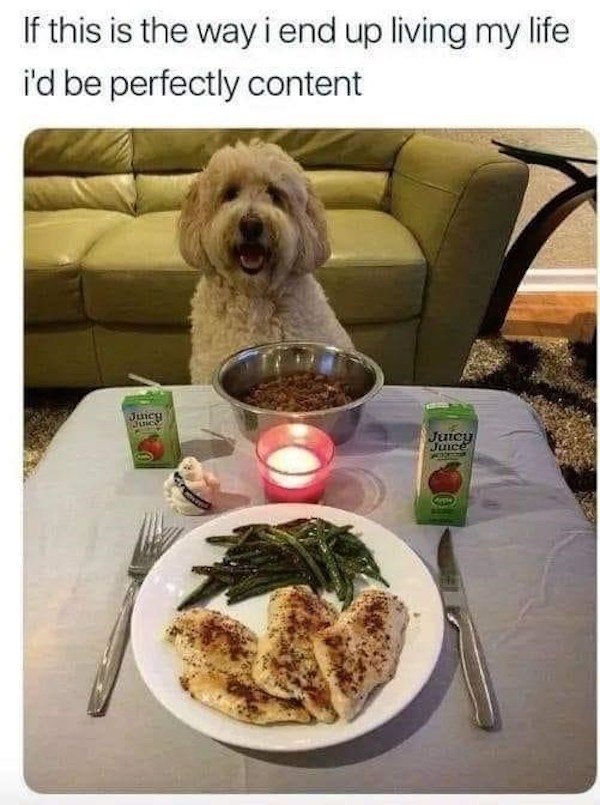 Memes With Dogs (32 pics)