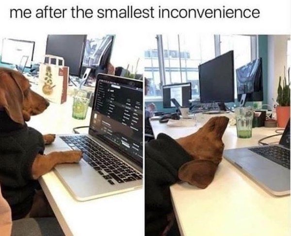 Memes With Dogs (32 pics)