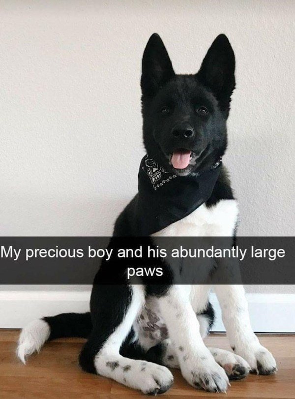 Memes With Dogs (32 pics)