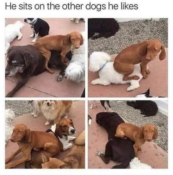 Memes With Dogs (32 pics)
