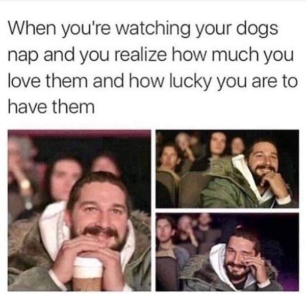 Memes With Dogs (32 pics)
