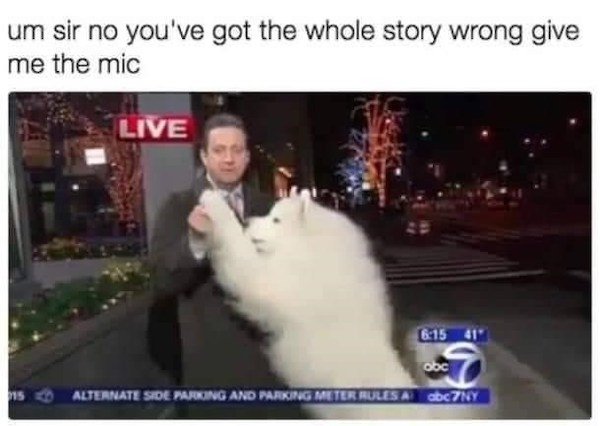 Memes With Dogs (32 pics)