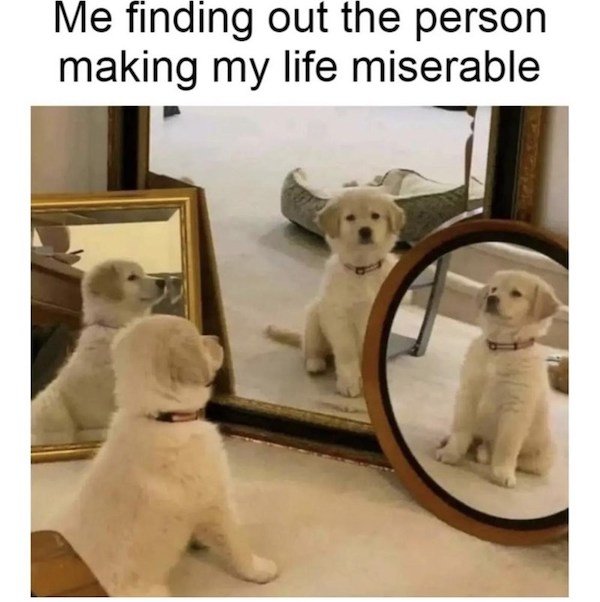 Memes With Dogs (32 pics)