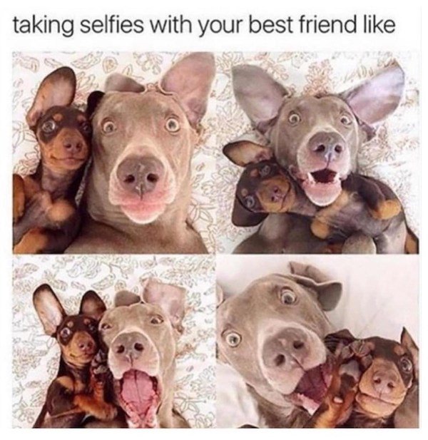 Memes With Dogs (32 pics)