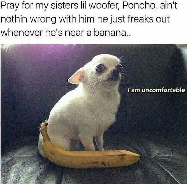 Memes With Dogs (32 pics)