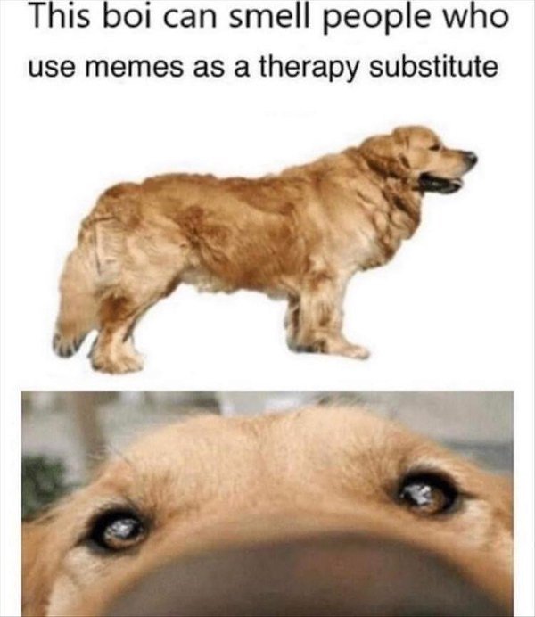 Memes With Dogs (32 pics)